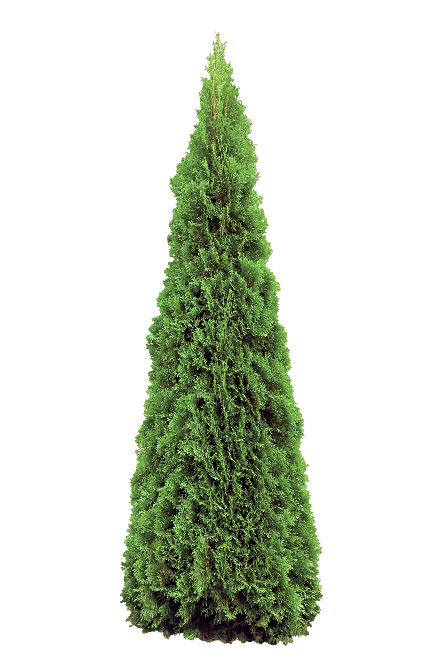 Emerald Cedar 6-7ft