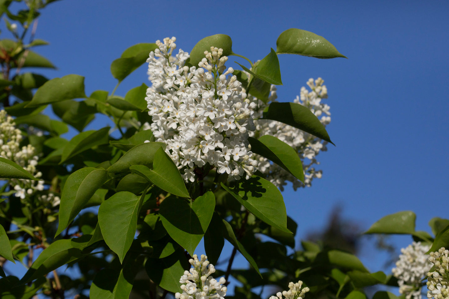 Ivory Silk Lilac 40mm Trunk Diameter in Wire Basket
