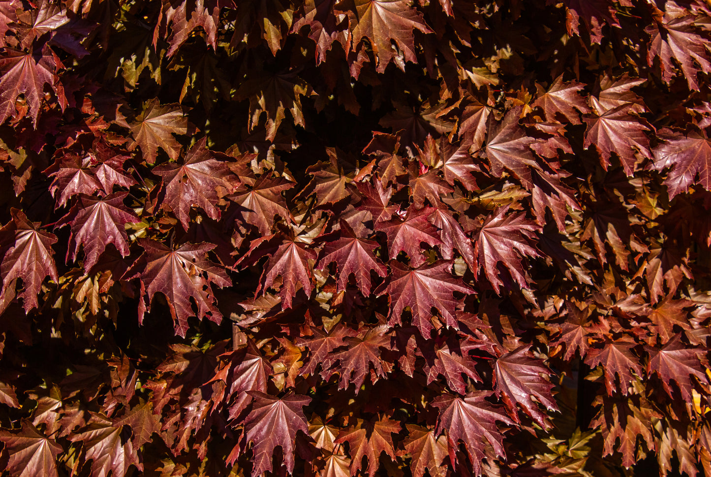 Red Maple 40mm Trunk Diameter in Wire Basket