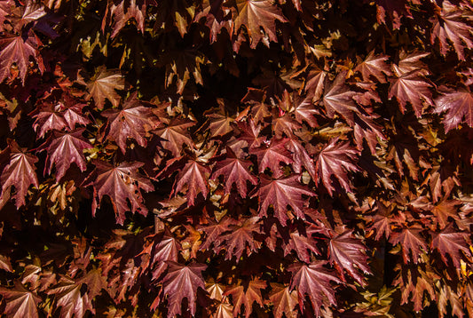 Red Maple 40mm Trunk Diameter in Wire Basket