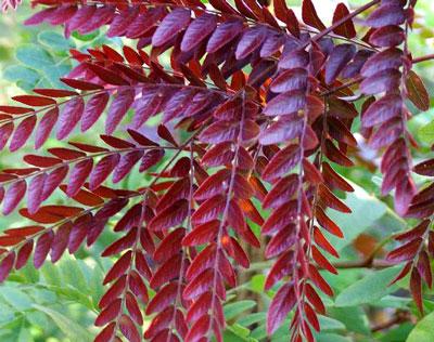 Ruby Lace Honeylocust in Wire Basket