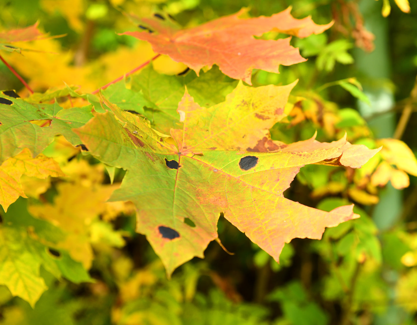 Silver Maple 70mm Trunk Diameter in Wire Basket