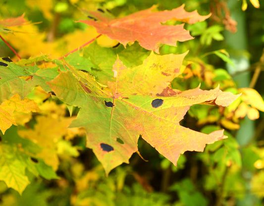 Silver Maple 40mm Trunk Diameter in Wire Basket