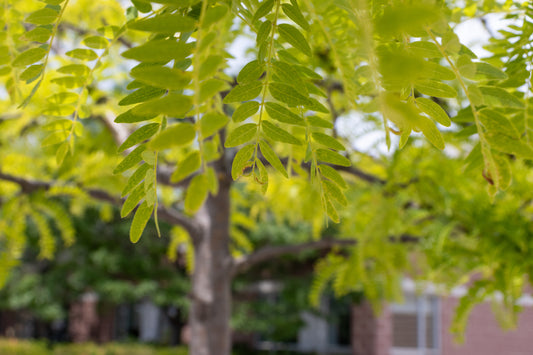 Imperial Honeylocust