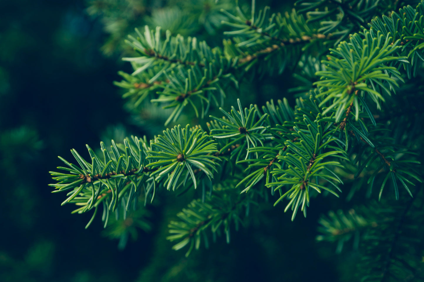 Serbian Spruce