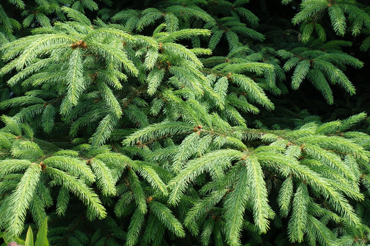 Norway Spruce 9-10ft in Wire Basket