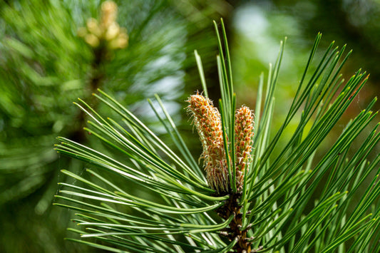 White Pine 9-10ft in Wire Basket