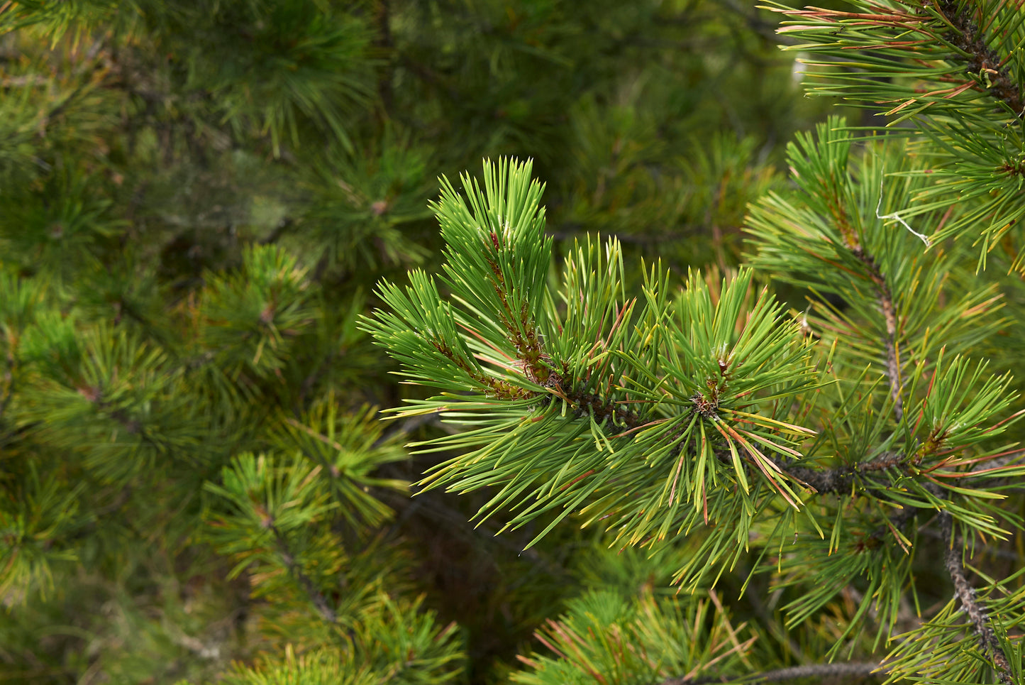 Austrian Pine 9-10ft in Wire Basket