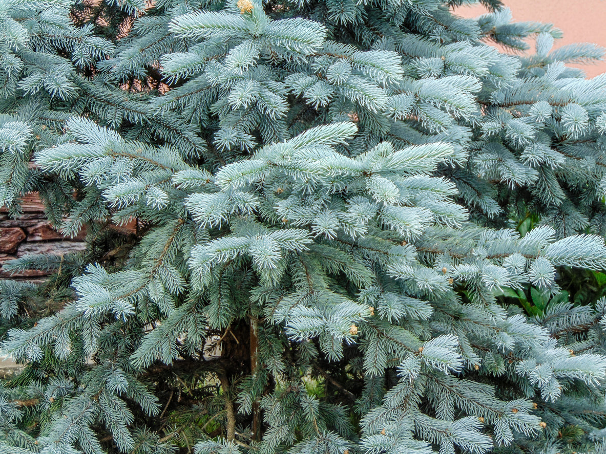 Colorado Blue Spruce 4-5ft in Wire Basket