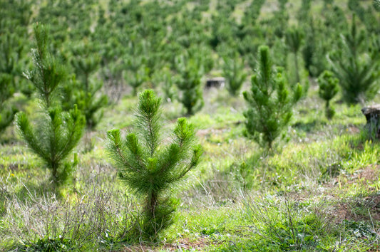 Austrian Pine Seedlings Bareroot - Size  8-16" 20-40 cm - NO COD PAYMENTS