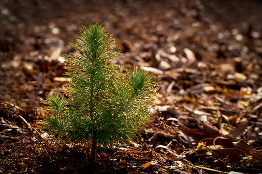 White Pine Seedlings Bareroot - Size 6-12" 15-30 cm - NO COD PAYMENTS