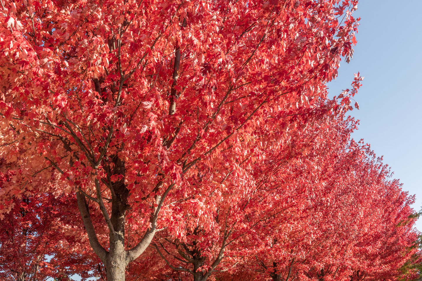 Autumn Blaze Maple 50mm Trunk Diameter in Wire Basket